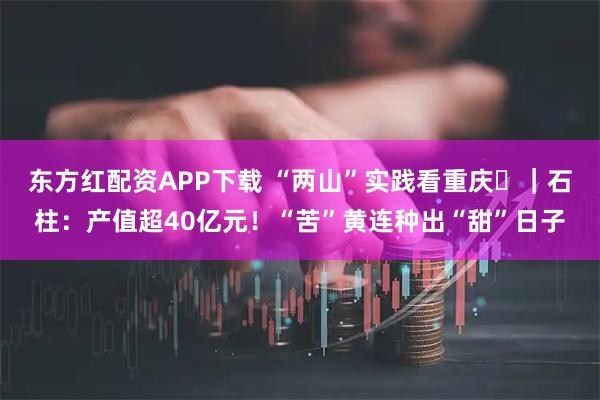 东方红配资APP下载 “两山”实践看重庆㉞｜石柱：产值超40亿元！“苦”黄连种出“甜”日子